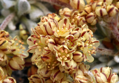 Eriogonum gilmanii
