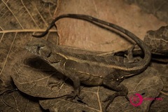 Sceloporus utiformis