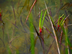 Juncus heterophyllus