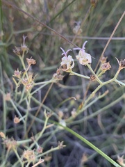 Wahlenbergia magaliesbergensis