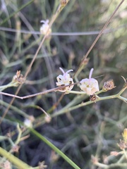 Wahlenbergia magaliesbergensis