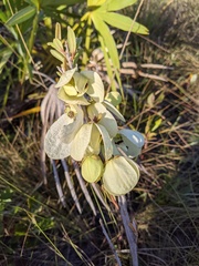 Asimina reticulata