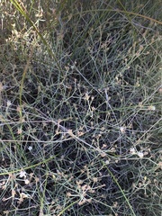 Wahlenbergia magaliesbergensis