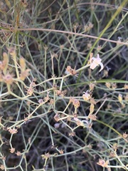 Wahlenbergia magaliesbergensis