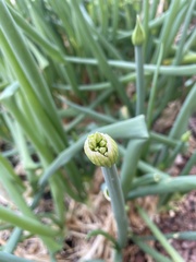 Allium chinense