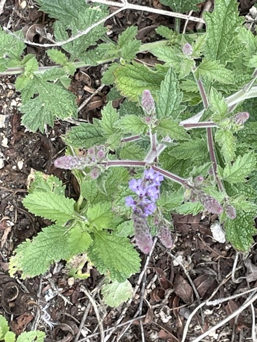 iNaturalist observation photo of western vervain