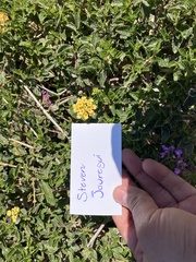 Lantana × hybrida