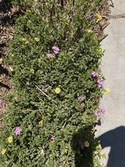 Lantana × hybrida