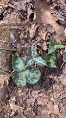 Trillium cuneatum