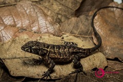 Sceloporus utiformis