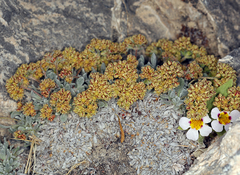 Eriogonum gilmanii