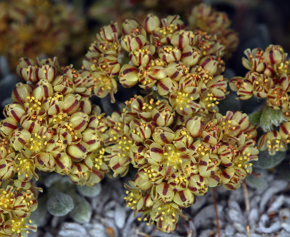 Eriogonum gilmanii