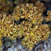 Eriogonum gilmanii - Photo (c) Steve Matson, algunos derechos reservados (CC BY), subido por Steve Matson