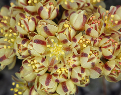 Eriogonum gilmanii