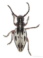 Dorcadion kaimakcalanum