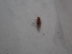 Ectopsocidae