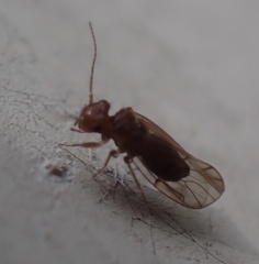 Ectopsocidae