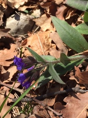 Pulmonaria australis