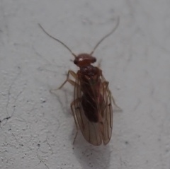 Ectopsocidae