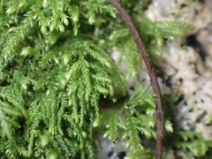 Pseudisothecium cristatum