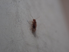 Ectopsocidae