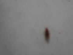 Ectopsocidae
