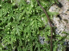 Pseudisothecium cristatum
