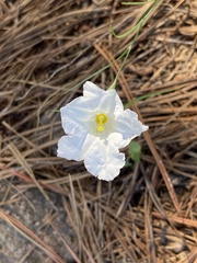 Nierembergia rigida