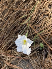 Nierembergia rigida