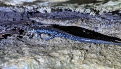 Plethodon petraeus
