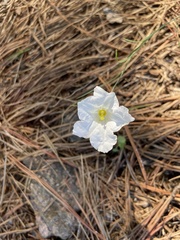Nierembergia rigida