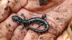 Plethodon ocmulgee