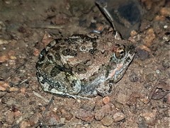 Tomopterna krugerensis