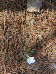 Nierembergia rigida