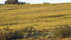 Vulpes corsac