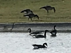 Branta canadensis
