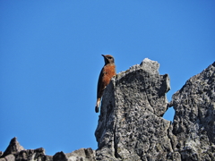 Monticola rupestris