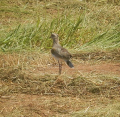 Vanellus chilensis