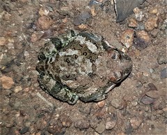 Tomopterna krugerensis