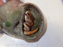 Pagurus acadianus
