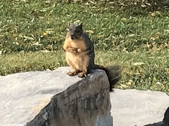 Sciurus niger