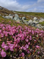 Kalmia microphylla microphylla