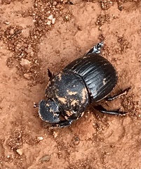 Dendropaemon convexus