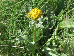 Senecio integerrimus exaltatus
