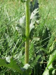 Senecio integerrimus exaltatus