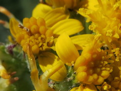 Senecio integerrimus exaltatus