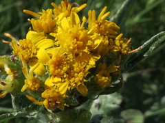 Senecio integerrimus exaltatus