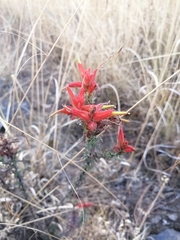 Castilleja tenuiflora