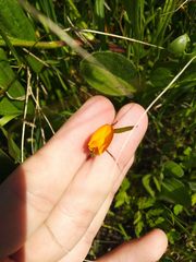 Scorpiurus muricatus