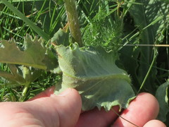 Senecio integerrimus exaltatus